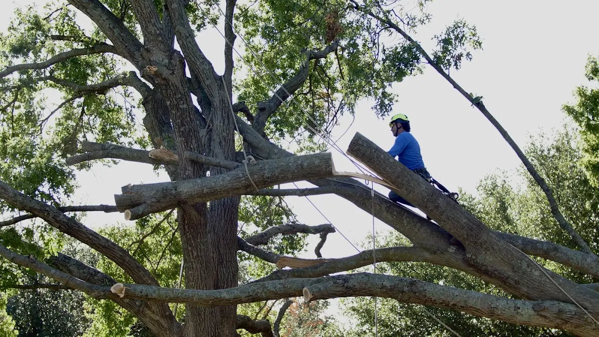 Professional Crown Thinning performed by certified arborists in Strathmore