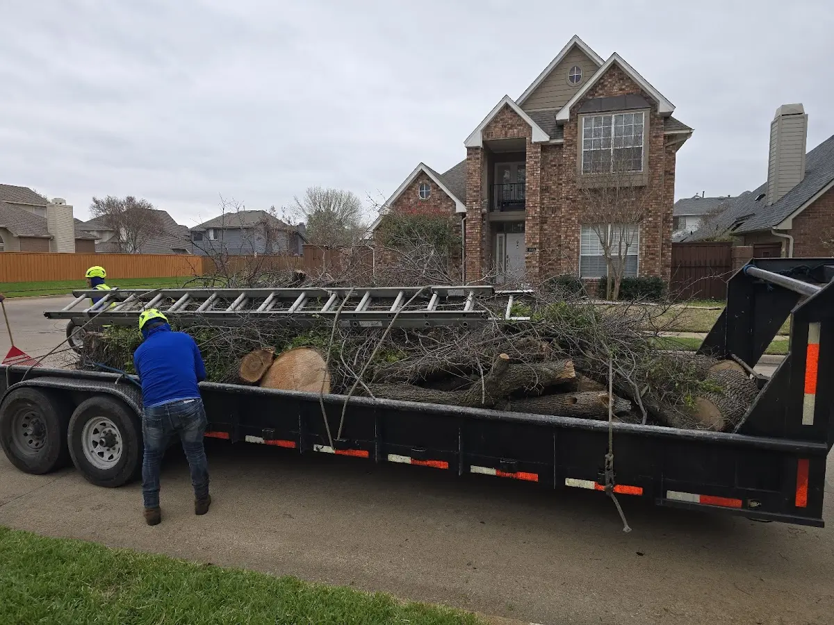 Expert Tree Pest Control with proper safety equipment in Strathmore